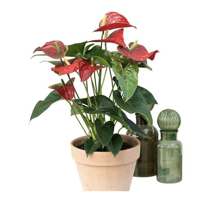 Flamingoblomst, Anthurium andr. , Ø17 cm potte